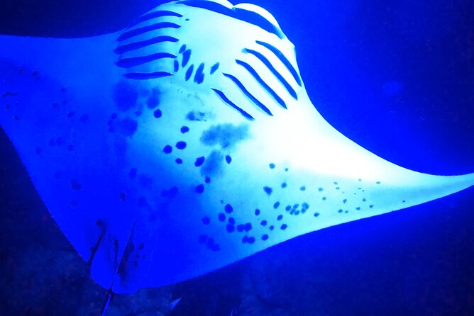 Big Island: Manta Ray Night Snorkeling Adventure in Kailua-Kona - The manta site and the first ray