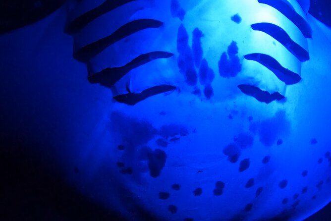 Big Island: Manta Ray Night Snorkeling Adventure in Kailua-Kona - What the crew adds to the experience