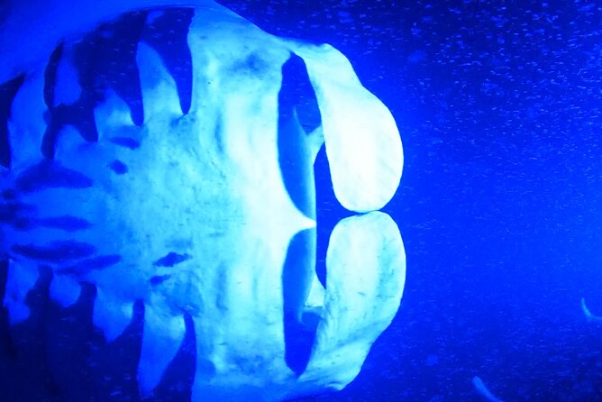 Big Island: Manta Ray Night Snorkeling Adventure in Kailua-Kona - Snacks, bathroom, and the ride home