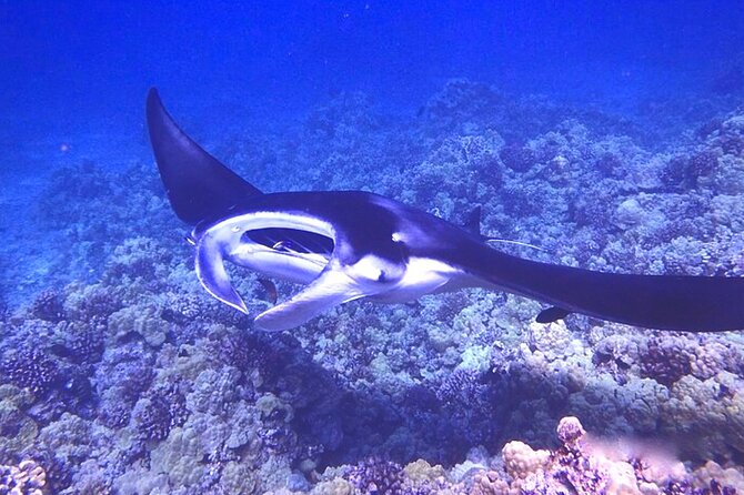 Big Island: Manta Ray Night Snorkeling Adventure in Kailua-Kona - Is $75 a fair price?