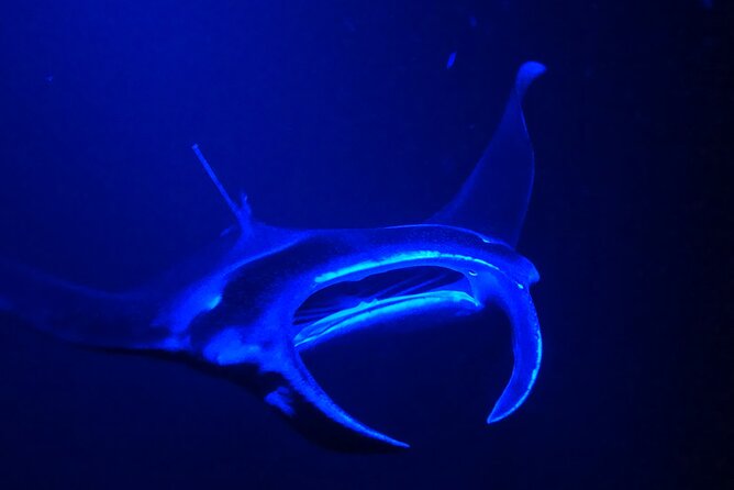Big Island: Manta Ray Night Snorkeling Adventure in Kailua-Kona - Who should book this Kona tour?