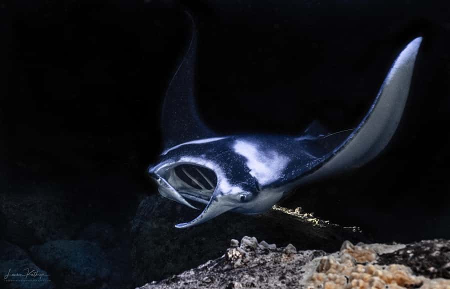Big Island: Manta Ray Snorkel Boat Tour - Key points to know before booking