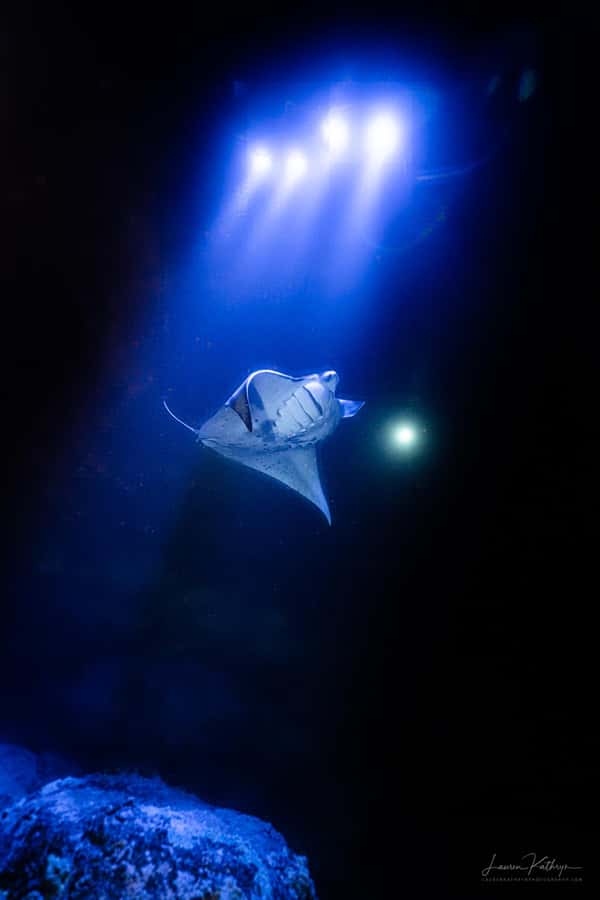 Big Island: Manta Ray Snorkel Boat Tour - Why manta rays make this Kona outing special