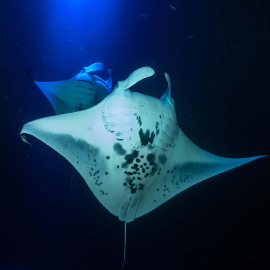 Big Island: Manta Ray Snorkel Boat Tour - The first 20 minutes: safety before the boat ride