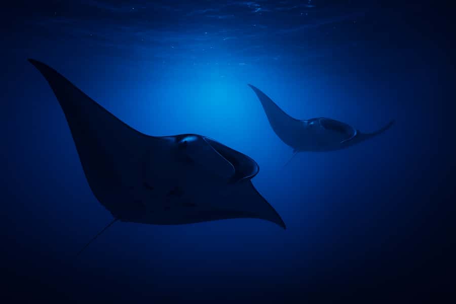 Big Island: Manta Ray Snorkel Boat Tour - At least 35 minutes with the manta rays