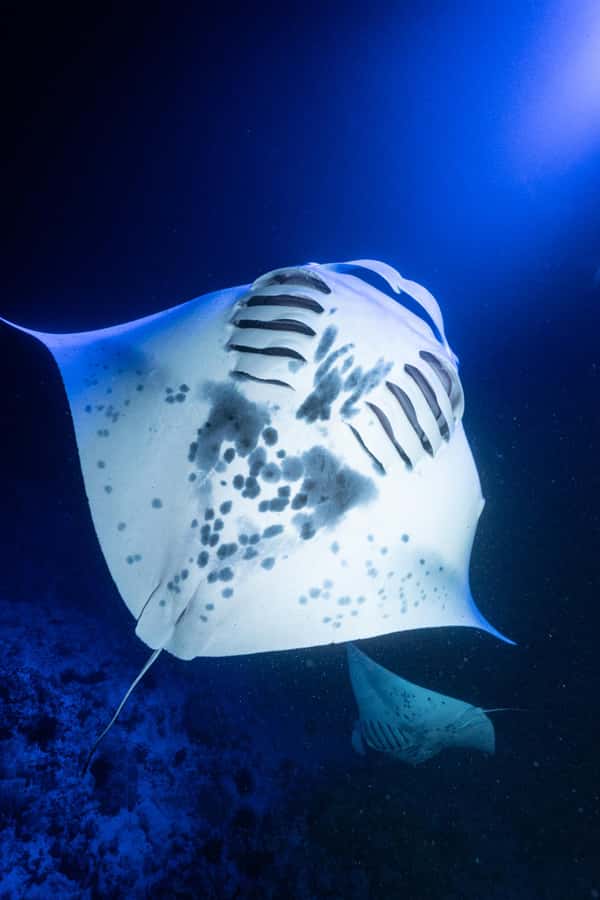 Big Island: Manta Ray Snorkel Boat Tour - Who should book this tour