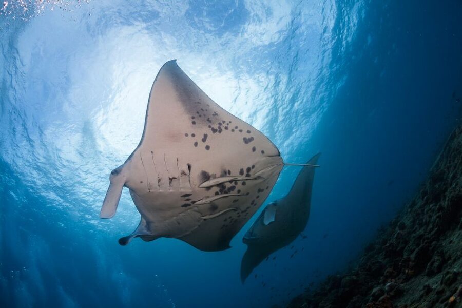Big Island: Snorkel with Manta Rays - Manta Guarantee - Why this Kona manta experience is so unusual