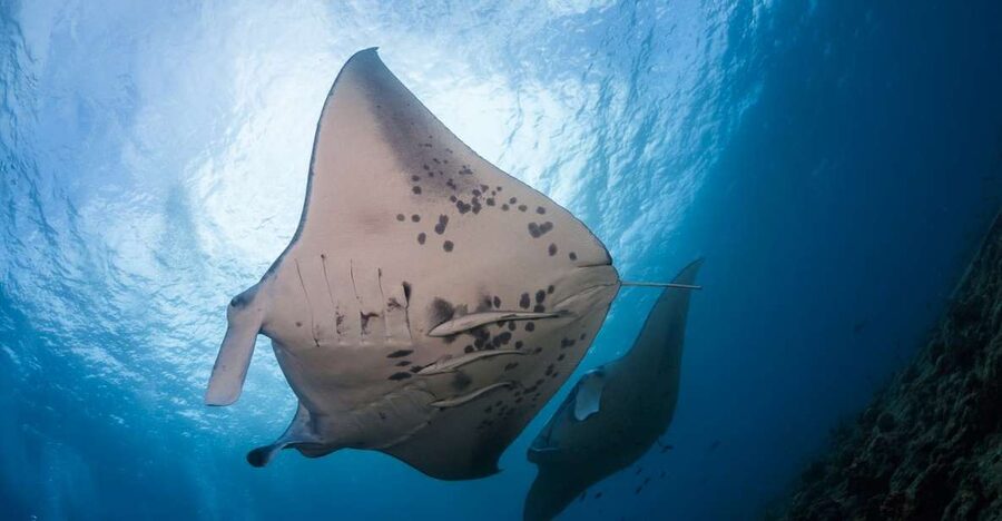 Big Island: Snorkel with Manta Rays - Manta Guarantee - The briefing makes the water time easier