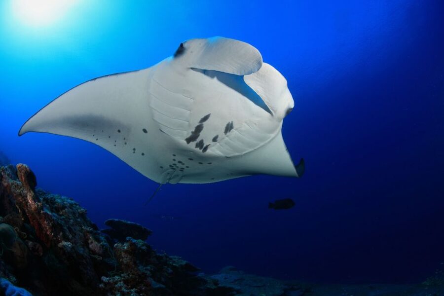 Big Island: Snorkel with Manta Rays - Manta Guarantee - Equipment, swimming ability, and comfort