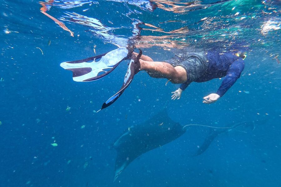 Big Island: Snorkel with Manta Rays - Manta Guarantee - Is $141 a fair price?