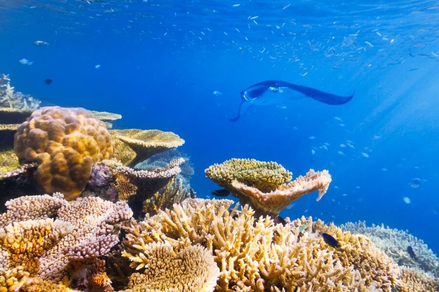 Big Island: Snorkel with Manta Rays - Manta Guarantee - From Keauhou Bay to the HokuNui catamaran