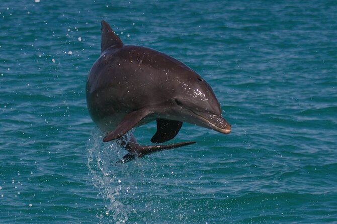 Biologist Owned & Operated: Dolphin Watching & Guided Snorkeling - Dolphin watching from SQUID in Key West