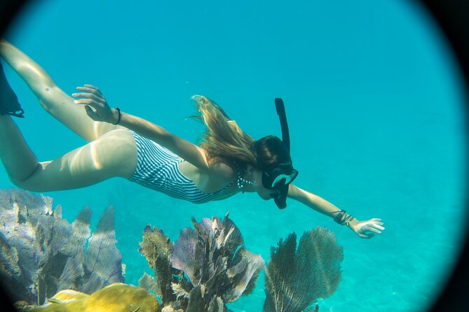 Biologist Owned & Operated: Dolphin Watching & Guided Snorkeling - Snorkeling in a sponge garden, reef, or coral area