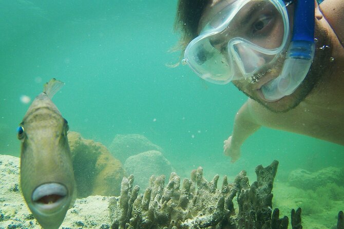 Biologist Owned & Operated: Dolphin Watching & Guided Snorkeling - Food, shade, and practical comfort