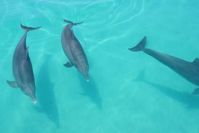 Biologist Owned & Operated: Dolphin Watching & Guided Snorkeling - Is the $143.05 price fair?