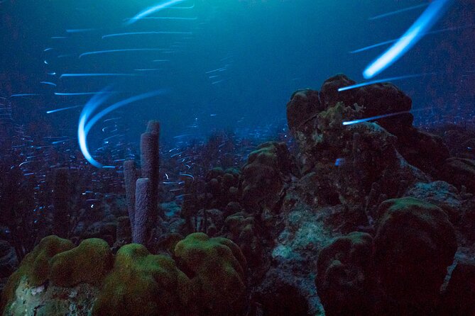 Bioluminescent Night Snorkeling - Key things to know before you book