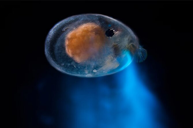 Bioluminescent Night Snorkeling - What you are really coming to see in Bonaire’s dark water
