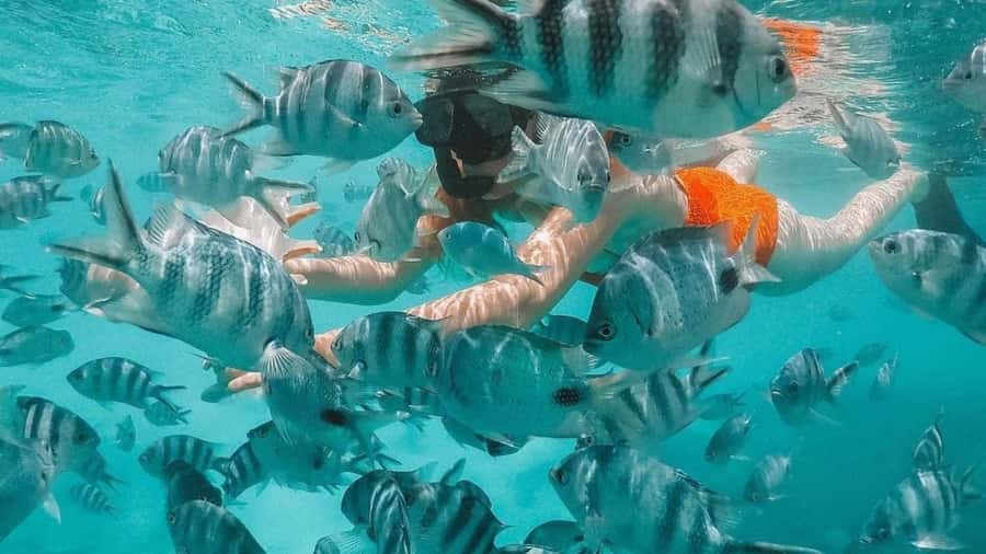 Blue Bay: Blue Bay Glass Bottom Boat Visit and Snorkeling - Why the Guides Matter