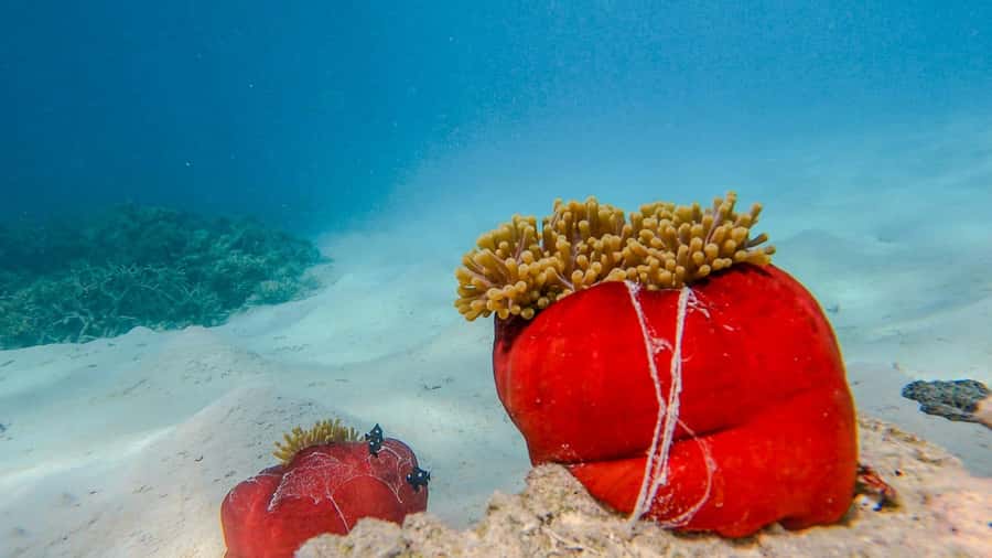 Blue Bay: Blue Bay Glass Bottom Boat Visit and Snorkeling - Timing, Delays, and Group Size