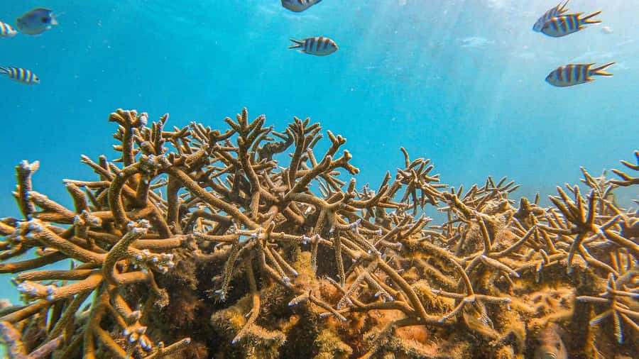 Blue Bay: Blue Bay Glass Bottom Boat Visit and Snorkeling - FAQ
