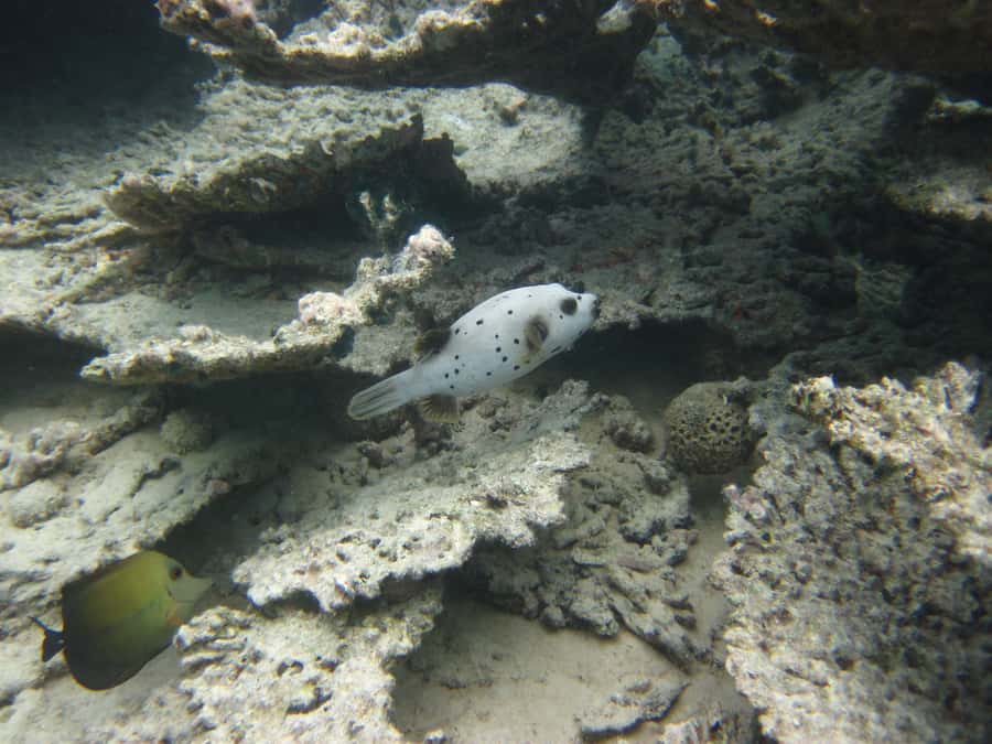 Blue Bay: Half-Day Snorkeling Trip with Creole Picnic Lunch - The second snorkeling stop