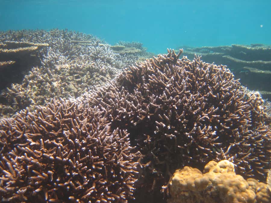 Blue Bay: Half-Day Snorkeling Trip with Creole Picnic Lunch - Practical advice for a smoother outing