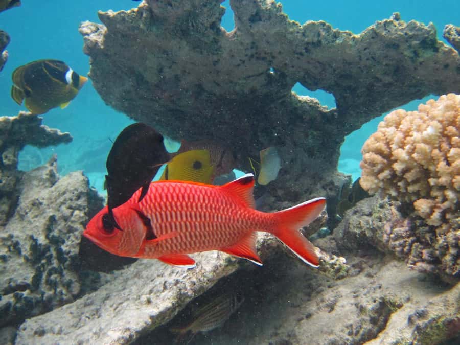 Blue Bay: Half-Day Snorkeling Trip with Creole Picnic Lunch - First snorkel: fish, coral, and changing conditions