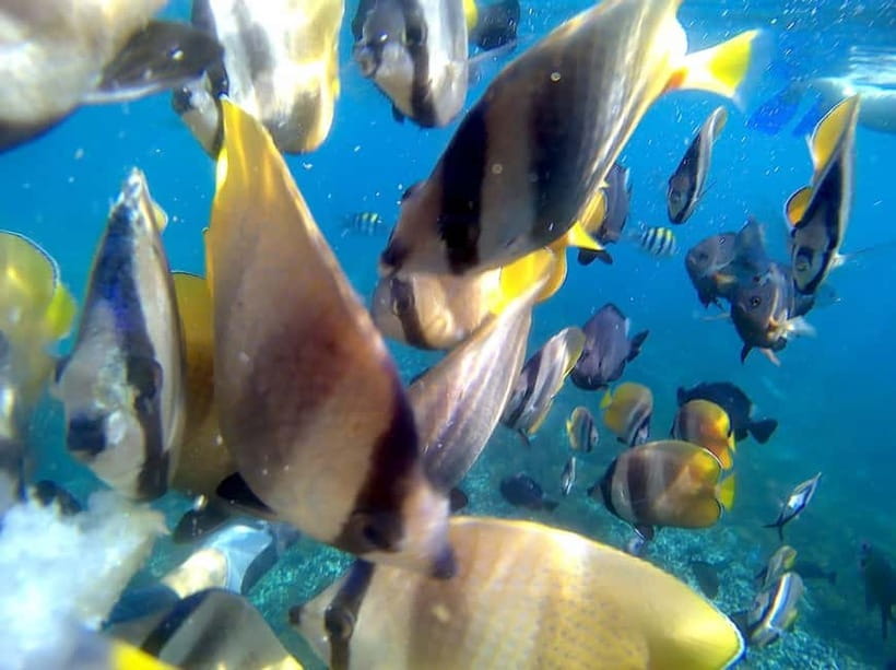 Blue Lagon Snorkeling, Waterfall, and Celuk Village Tour - Beachside Indonesian lunch