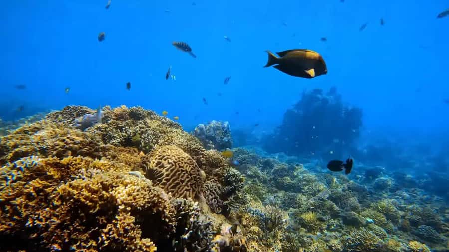 Blue Lagoon and Tanjung Jepun Snorkeling Tour - Blue Lagoon: coral, fish, and a chance of turtles