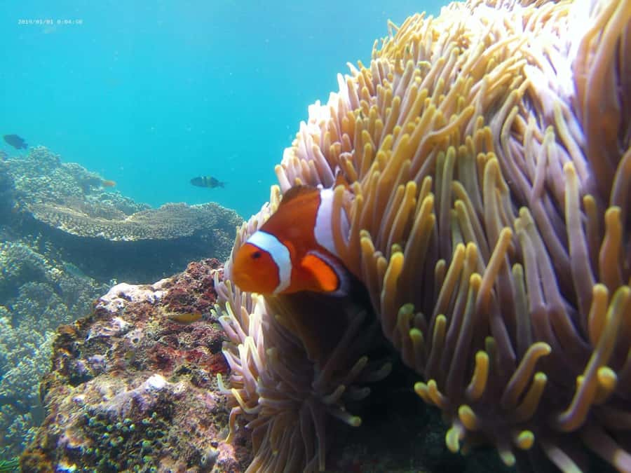 Blue Lagoon and Tanjung Jepun Snorkeling Tour - How the guided format affects your time