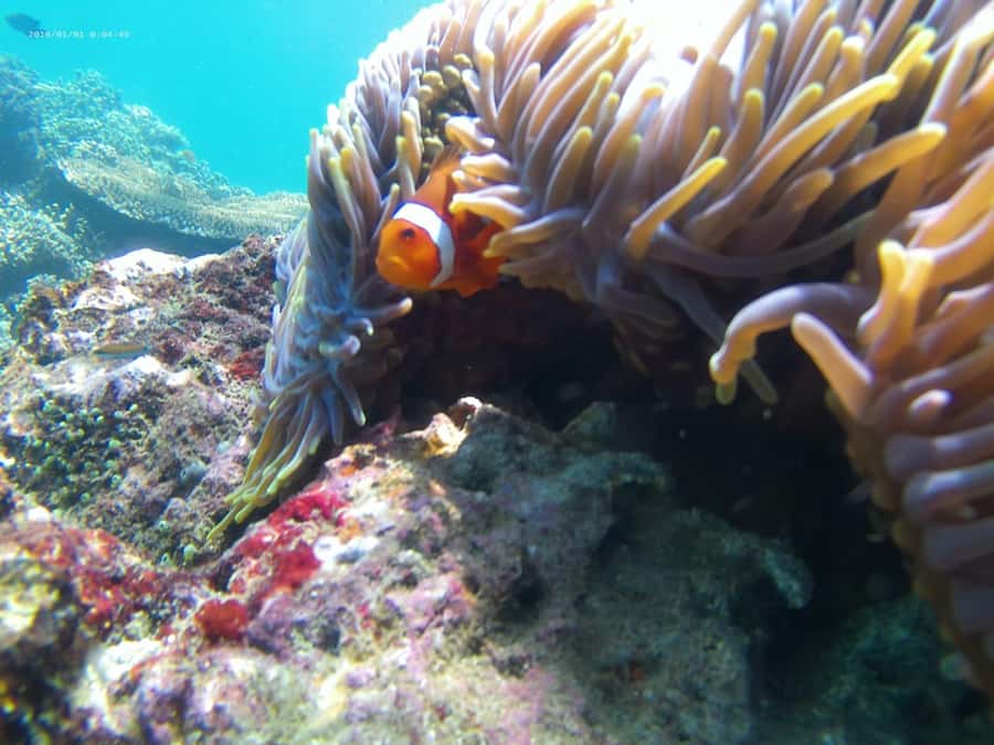 Blue Lagoon and Tanjung Jepun Snorkeling Tour - Lunch and the pace of the morning