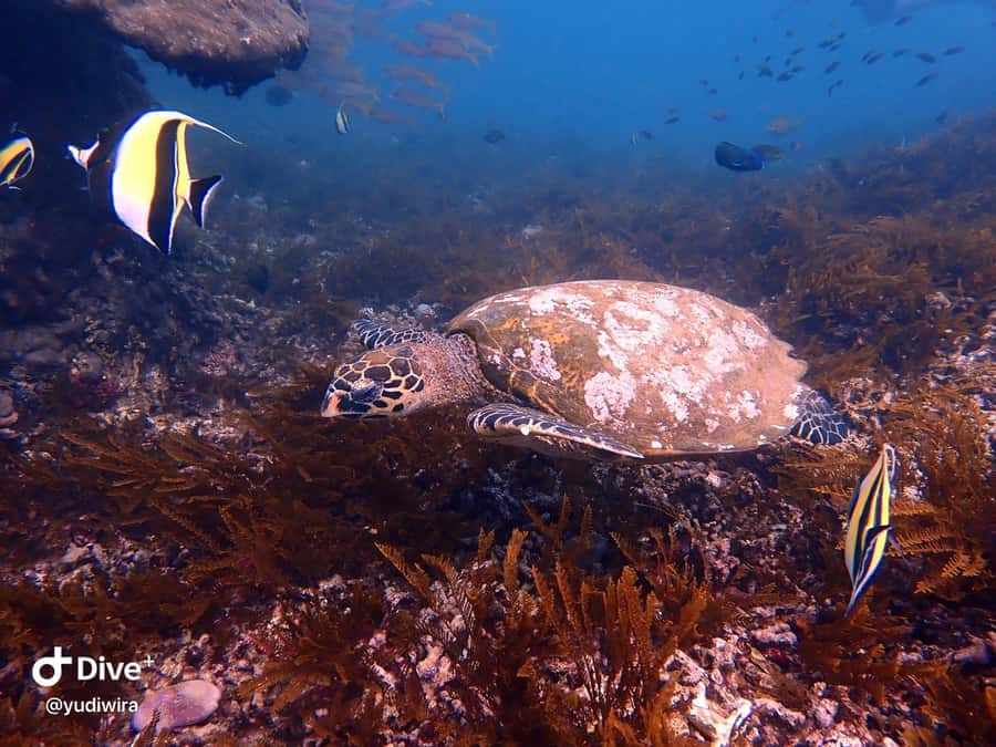 Blue Lagoon and Tanjung Jepun Snorkeling Tour - Who should book this outing