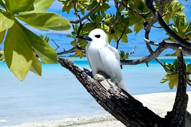 BLUE LAGOON | Eco-tour | Snorkeling Avatoru | Secret Green Lagoon - The Secret Green Lagoon and the final return