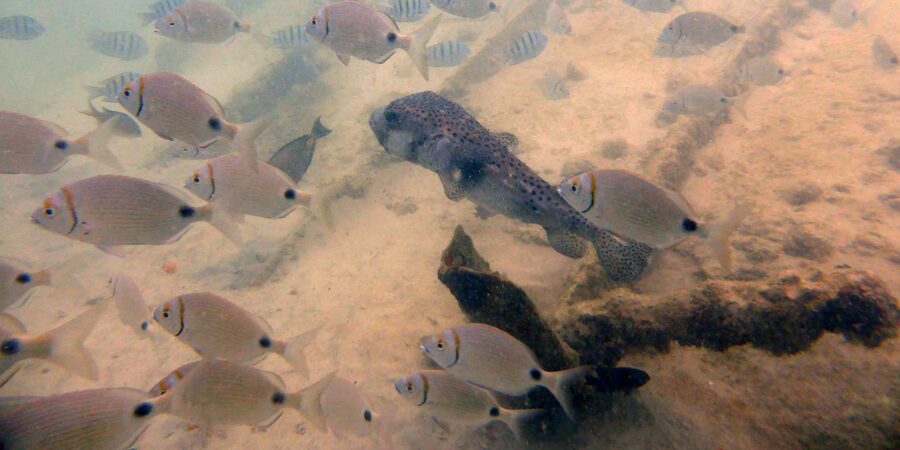 Boa Vista: Motoryacht Trip with Fishing, Snorkel, Beach BBQ - Guides, communication, and group atmosphere