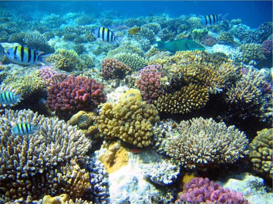 Boa Vista Reef Snorkeling in Gatas Bay / Aperitif with Locals - The reef and its Cape Verdean fish