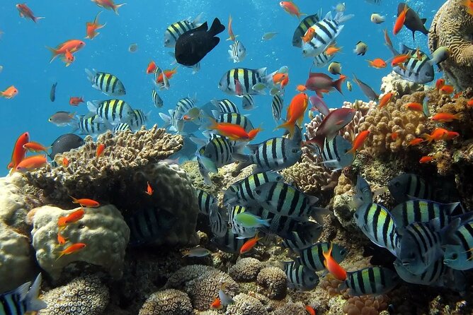 Boat Dive and Snorkeling Experience in Aqaba - An open buffet lunch on the boat
