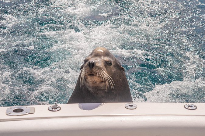 Boat Tour Snorkeling Tour with Guide, Drinks and Fruit - Who should book this boat and snorkel trip?