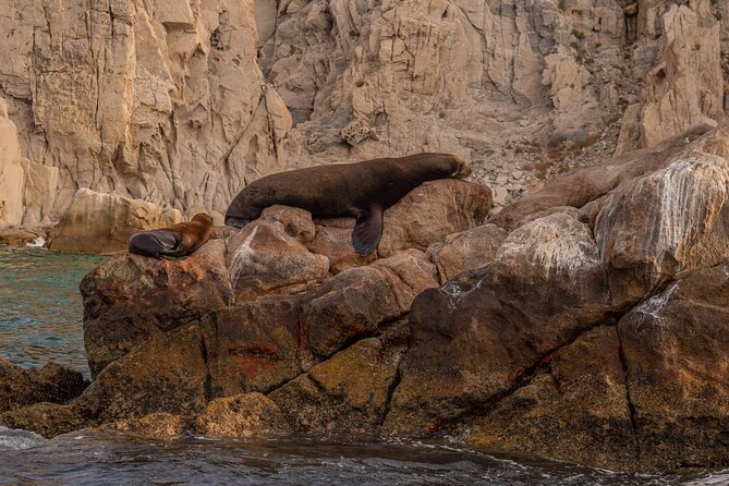 Boat Tour Snorkeling Tour with Guide, Drinks and Fruit - Meeting in downtown Cabo at 9:30 a.m.