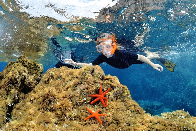 Boat Trip and Snorkeling in the Gulf of Calvi - Key points before you book