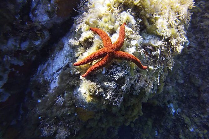 Boat Trip and Snorkeling in the Gulf of Calvi - Getting ready with supplied snorkeling gear