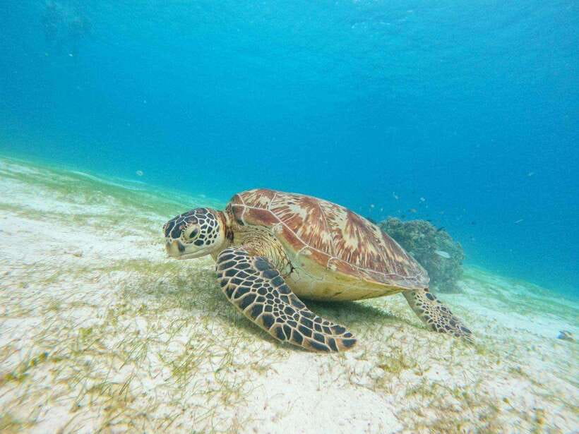 Bohol: Boat Tour to Sandbar and Snorkeling with Turtles - Key points to know before booking
