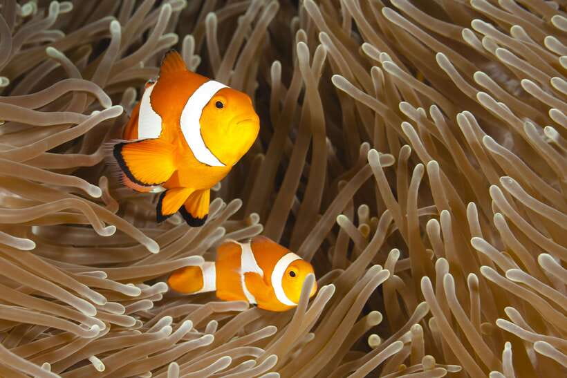 Bohol: Boat Tour to Sandbar and Snorkeling with Turtles - A six-hour morning on Bohol’s water