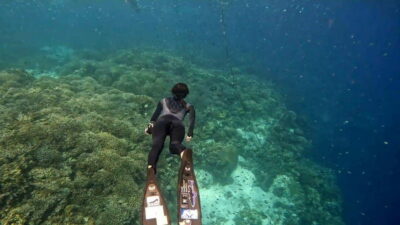Bohol: Boat Tour to Sandbar and Snorkeling with Turtles