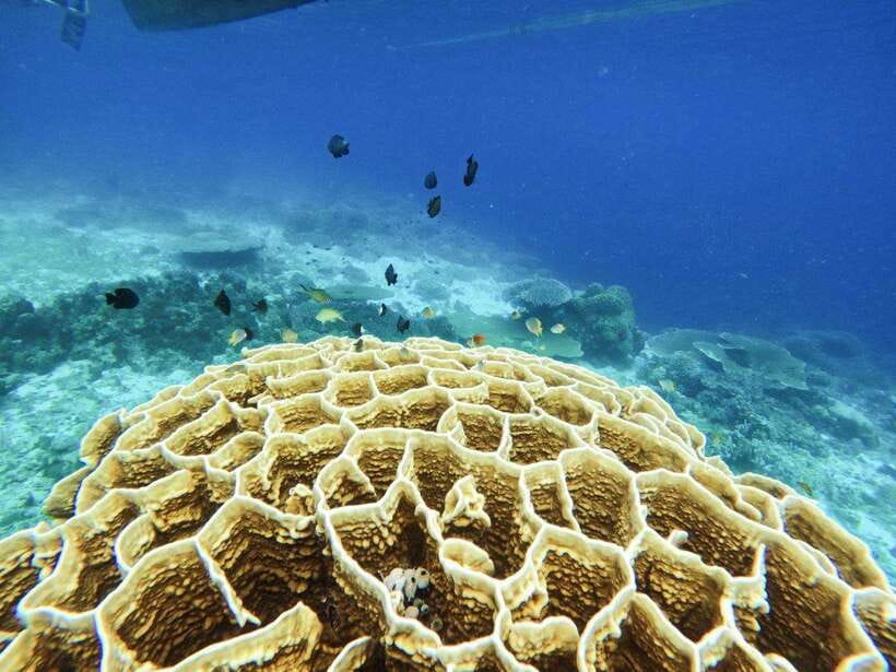 Bohol: Boat Tour to Sandbar and Snorkeling with Turtles - How the $51 price adds up