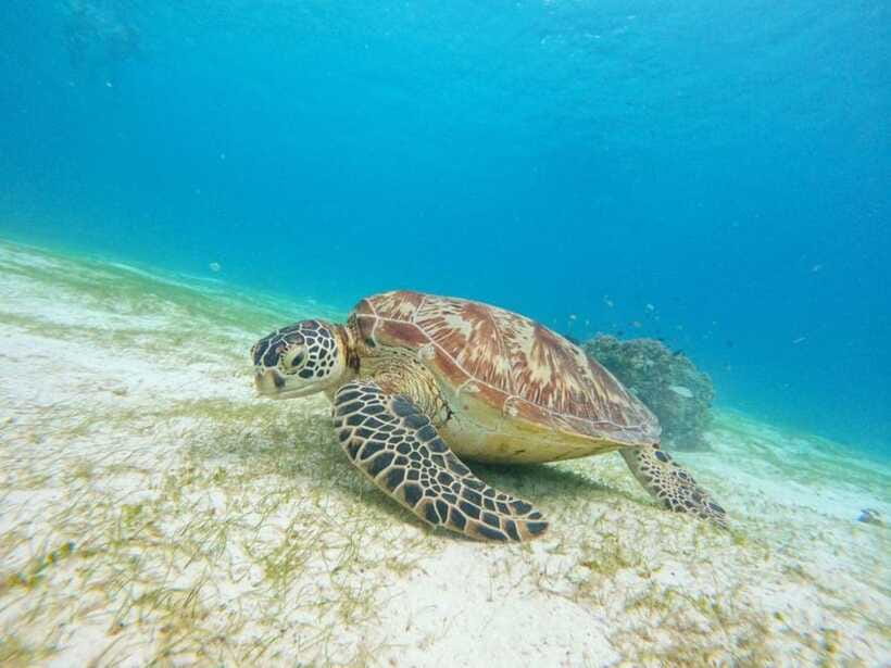 Bohol: Boat Tour to Sandbar and Snorkeling with Turtles - Who should book this Bohol boat tour?