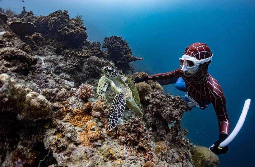 Bohol: Guided Sardine Reef Snorkeling Experience - Should You Book the Panglao Sardine Reef Experience?