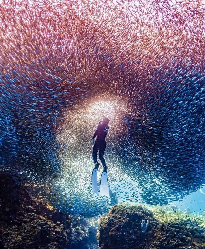 Bohol: Guided Sardine Reef Snorkeling Experience - Why a Guide Matters in a Crowded Reef Area
