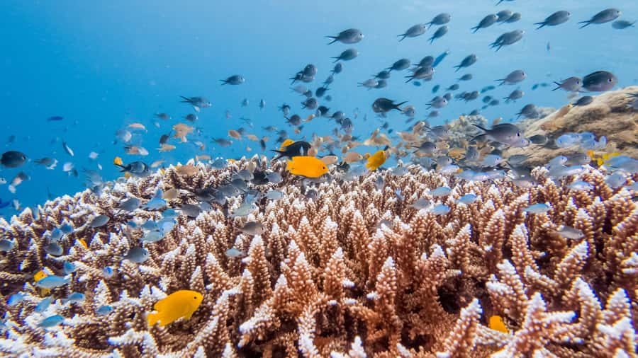 Bohol: Private Balicasag Tour with extra snorkeling time - Dawn dolphin watching from the speedboat