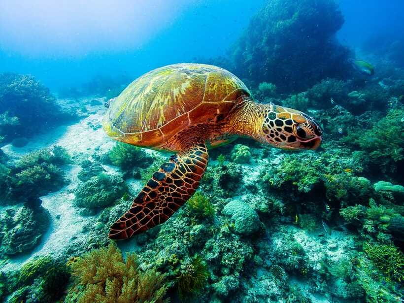 Bohol: Private Balicasag Tour with extra snorkeling time - Weather, tides, and crowd levels