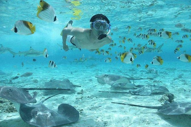 Bora Bora 4WD Tour & Eco Shark & Ray Snorkel Cruise - Local stories, pareo making, and American gun positions